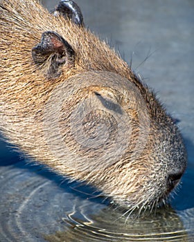 Cute Capybara drinking water from the pond