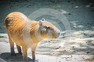 A cute capybara (Hydrochoerus hydrochaeris), the largest living