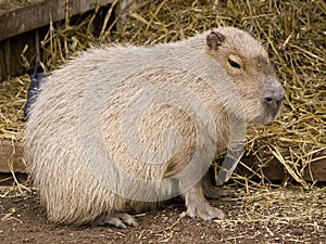 Cute capybara rodent photo