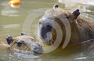 Capybaras Hotspring photo