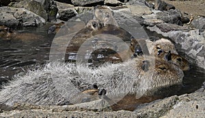 Capybaras Hotspring photo