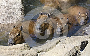 Capybaras Hotspring photo