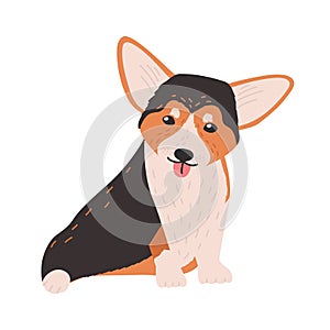 Cute Cardigan Welsh Corgi. Small funny lovely dog or puppy of herding breed isolated on white background. Sweet purebred