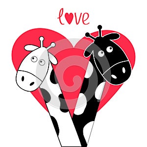 Cute cartoon black white giraffe boy and girl Big heart. Camelopard couple on date. Funny character set. Long neck. . Happy family photo