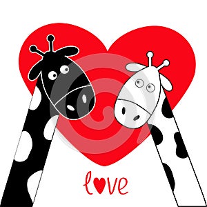 Cute cartoon black white giraffe boy and girl Big red heart. Camelopard couple on date. Funny character set. Long neck. . Happy fa