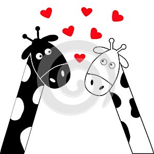 Cute cartoon black white giraffe boy and girl. Camelopard couple on date. Long neck. Funny character set. Happy family. Love greet photo