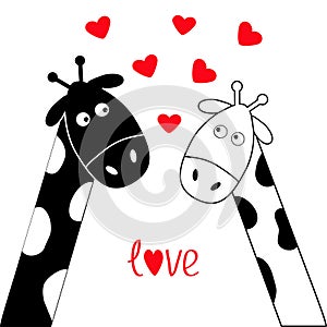 Cute cartoon black white giraffe boy and girl. Camelopard couple on date. Long neck. Funny character set. Happy family. Word Love photo