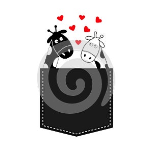 Cute cartoon black white giraffe in the pocket Boy girl with little hearts. Camelopard couple on date. Long neck. Funny character