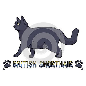Cute cartoon British shorthair cat with text vector clipart. Pedigree kitty breed for cat lovers. Purebred domestic