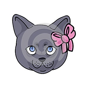 Cute cartoon British shorthair kitten face with pink bow vector clipart. Pedigree kitty breed for cat lovers. Purebred