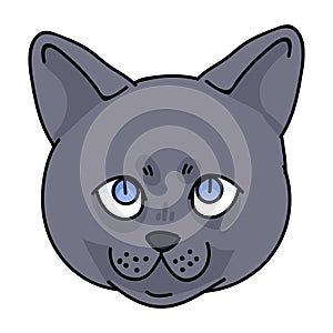 Cute cartoon British shorthair kitten face vector clipart. Pedigree kitty breed for cat lovers. Purebred domestic cat