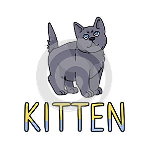 Cute cartoon British shorthair kitten with text vector clipart. Pedigree kitty breed for cat lovers. Purebred domestic