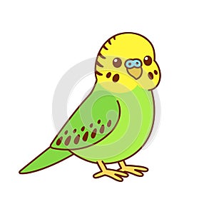 Cute cartoon budgie photo