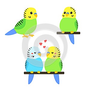 Cute cartoon budgie photo