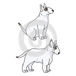 Cute cartoon Bull Terrier puppy vector clipart. Pedigree kennel doggie breed for kennel club. Purebred domestic dogs