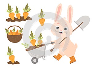 Cute cartoon bunny in rubber boots with garden wheelbarrow and shovel, harvesting. Carrots in garden bed and in wicker