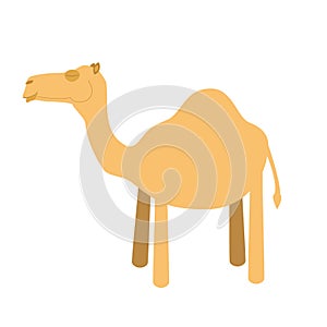 Cute cartoon camel vector illustration
