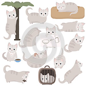 Cute cartoon cat character in different poses