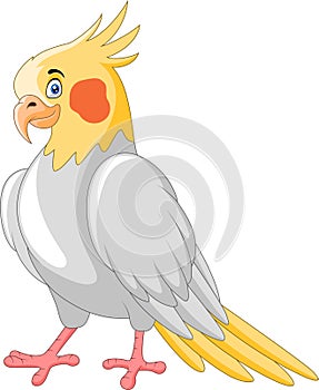 Cute cartoon a cockatiel bird