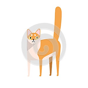 Cute cartoon domestic animal breed vector flat illustration. Cat character purebred singapura isolated on white