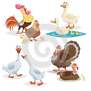 Cute cartoon farm birds set. Couple birds collection. Rooster and hen, ducks, geese and turkeys. Farm animals. Vecor illustrations