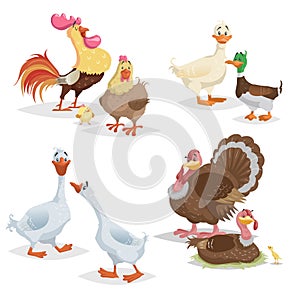 Cute cartoon farm birds set. Couple birds collection. Rooster and hen, ducks, geese and turkeys. Farm animals. Vecor illustrations