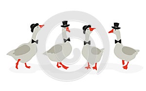 Cute cartoon geese gentlemen set. Vector illustration of funny goose