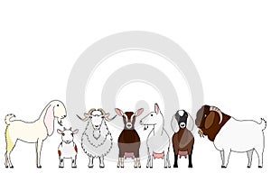 Cute cartoon goat breeds group