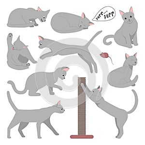 Cute cartoon grey cat in different poses.