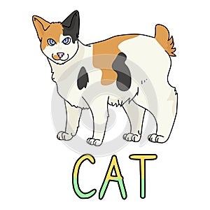 Cute cartoon Japanese Bobtail cat with text vector clipart. Pedigree kitty breed for cat lovers. Purebred calico