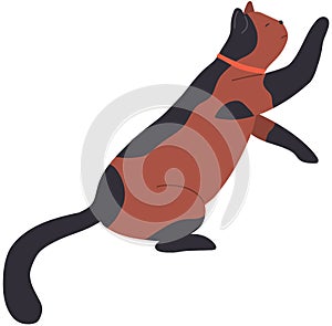 Cute cartoon kitty with ginger fur sitting side view. Cat shorthair home kitten, domestic animal