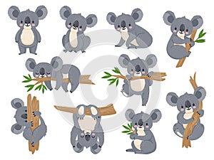 Cute cartoon koala. Lazy koalas with eucalyptus. Little funny rainforest animals. Australian bear sleeping on tropical