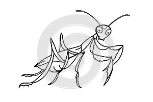 Cute, cartoon mascot, mantis illustration drawing,isolated.Coloring.