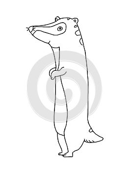 Cute cartoon,meerkat animal illustration  white background