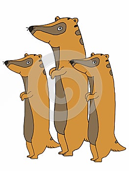 Cute cartoon,meerkats animal illustration  white background