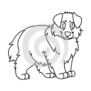 Cute cartoon monochrome lineart puppy australian shepherd dog vector clipart. Pedigree kennel doggie breed for dog lovers.