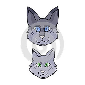 Cute cartoon munchkin cat face set vector clipart. Pedigree kitty breed for cat lovers. Purebred grey domestic kitten
