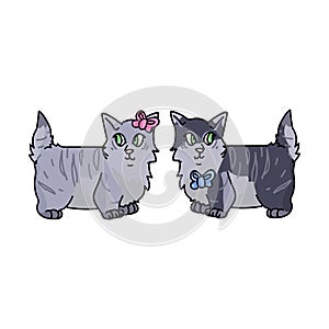 Cute cartoon munchkin kitten face boy and girl vector clipart. Pedigree kitty breed for cat lovers. Purebred grey