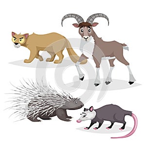 Cute cartoon North America and Europe animals set. Puma cougar, opossum big horn sheep urial and porcupine. Vector drawings for ki