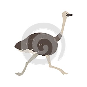 Cute cartoon ostrich running, vector illustration for kids and children isolated on white background