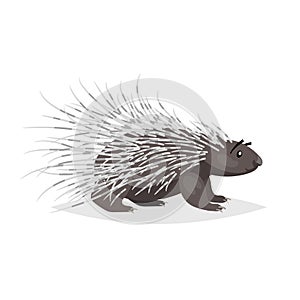 Cute cartoon porcupine. North America wild animal. Vector drawing for kid and child books.