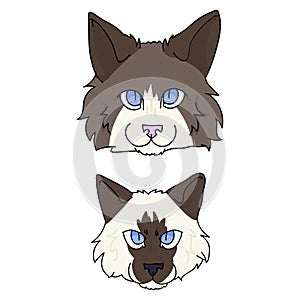 Cute cartoon ragdoll cat and kitten face vector clipart. Pedigree kitty breed for cat lovers. Purebred domestic cat for