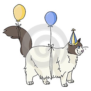 Cute cartoon ragdoll cat with party hat vector clipart. Pedigree kitty breed for cat lovers. Celebration kitten for pet