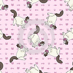 Cute cartoon Ragdoll cat with pink bow seamless vector pattern. Pedigree kitty breed domestic kitten background. Cat