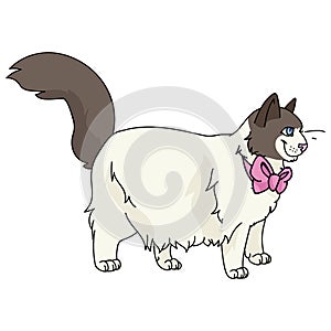 Cute cartoon ragdoll cat with pink bow vector clipart. Pedigree kitty breed for cat lovers. Purebred domestic cat for