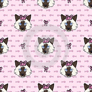 Cute cartoon Ragdoll kitten face with pink bow seamless vector pattern. Pedigree kitty breed domestic cat background