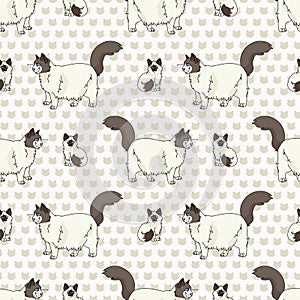 Cute cartoon Ragdoll pet cat and kitten seamless vector pattern. Pedigree kitty breed domestic kitten background. Cat