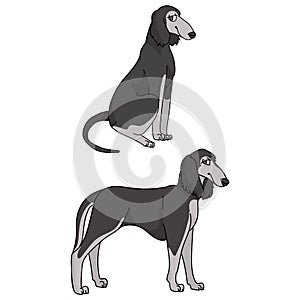 Cute cartoon Saluki dog vector clipart. Pedigree borzoi dog for kennel club. Purebred domestic sighthound puppy training