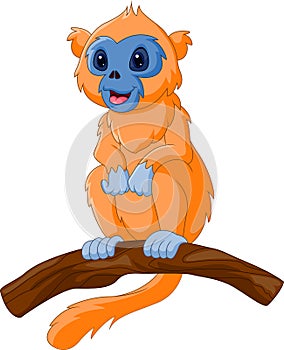 Cute cartoon snub nose monkey