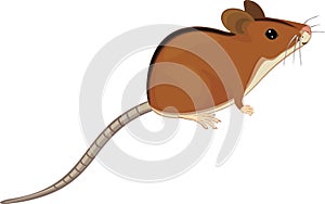 Cute cartoon striped field mouse Apodemus agrarius